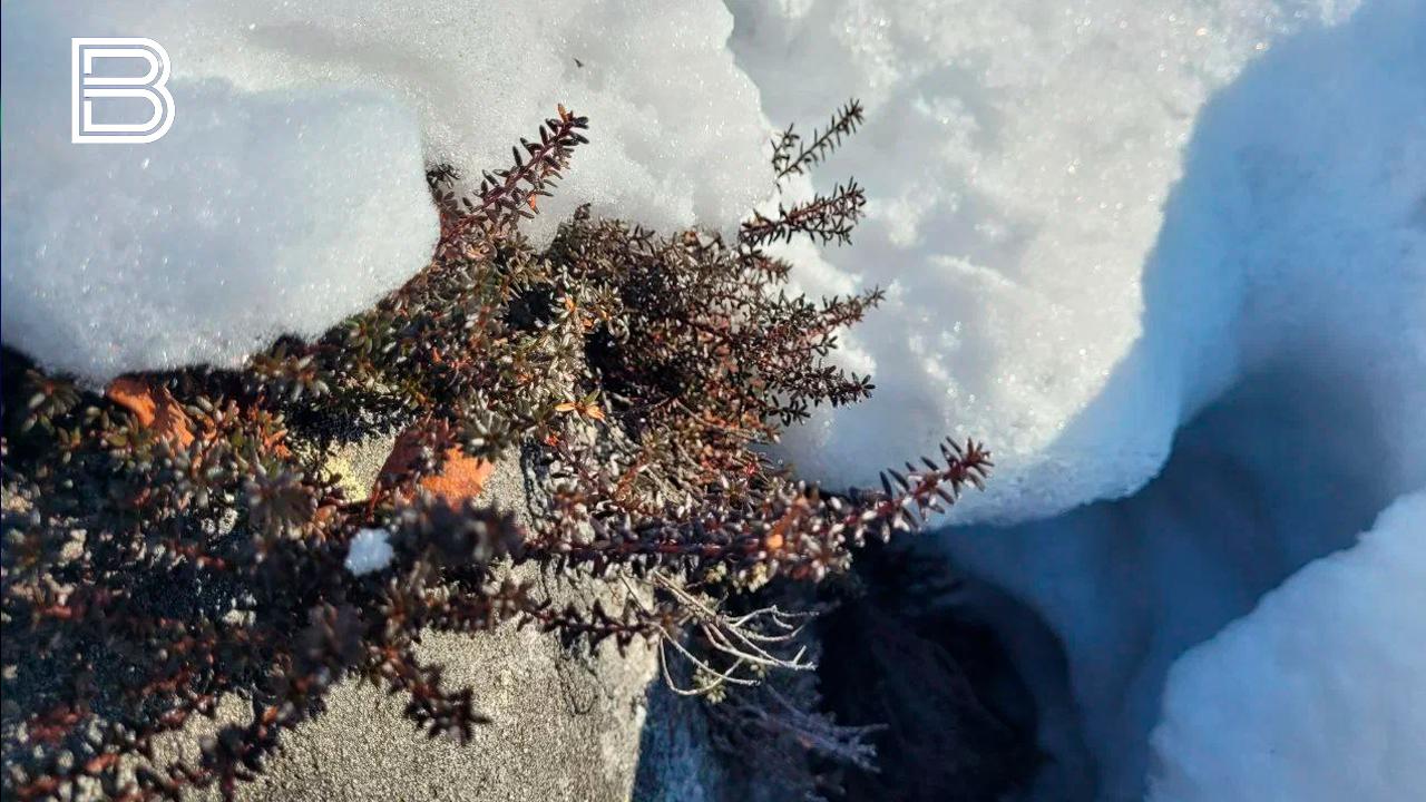 Прогноз погоды по Мурманской области на 14 декабря